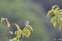 小雨のコサメ