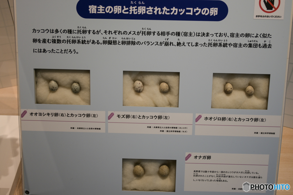 衝撃の托卵