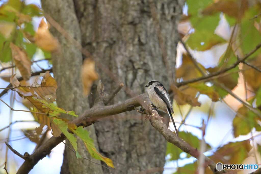 呼び止められて