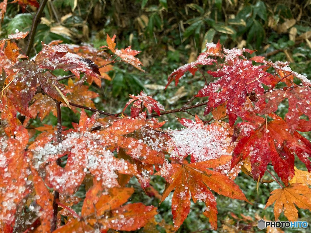 雪紅葉