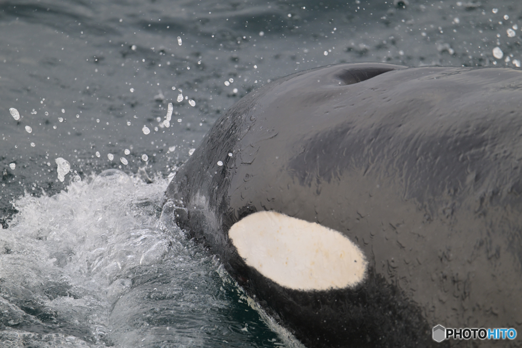 orca