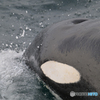 orca