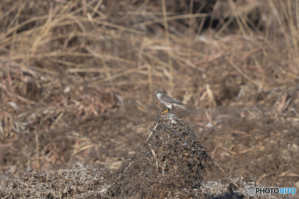 ダイニング