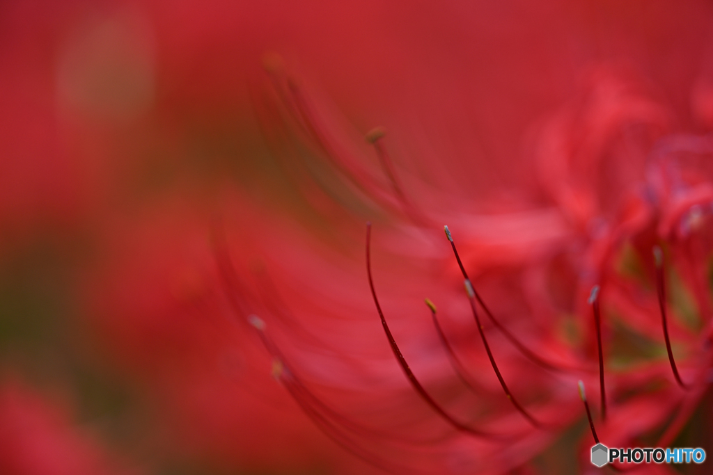 赤・緋・朱・紅