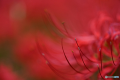 赤・緋・朱・紅