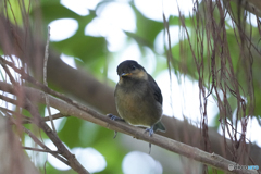 おぢさんナニしてるの？