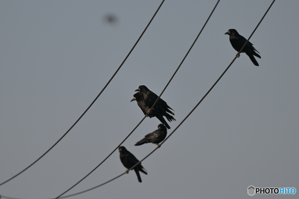 樹を見て森を見ず