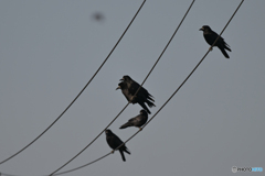 樹を見て森を見ず