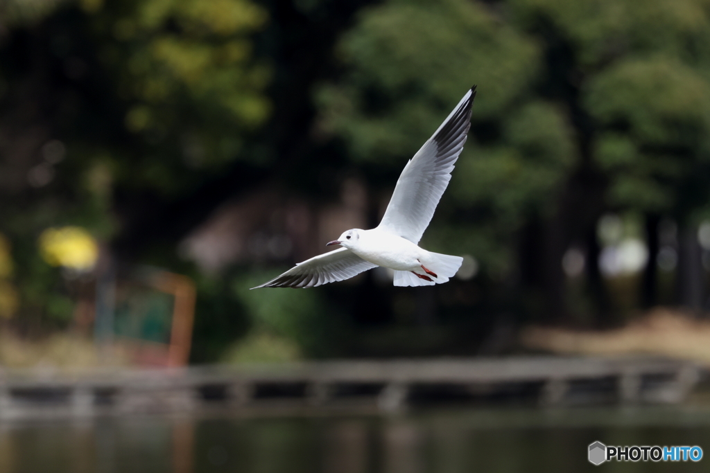 公園のユリさん