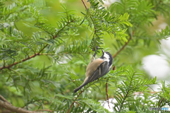 躱された？