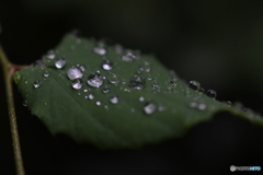 滴