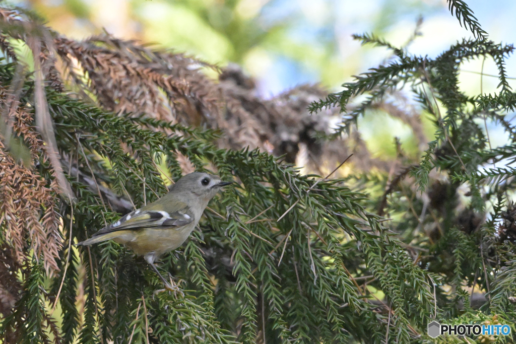 キクゾーチャンス