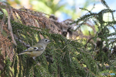 キクゾーチャンス
