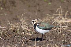 田鳧2021