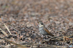 スッキリ立ち姿