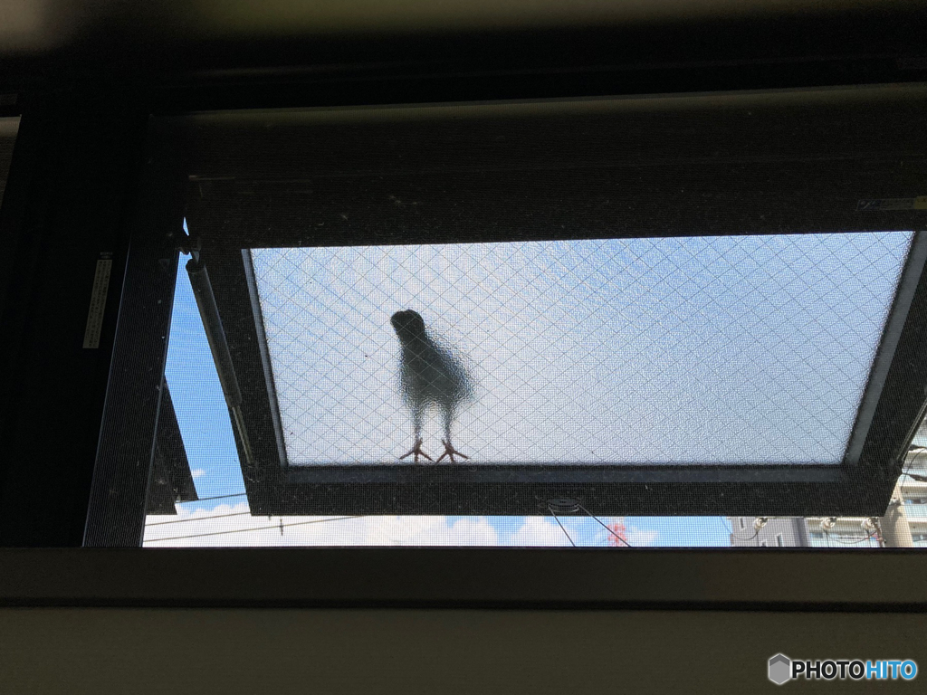 磨りガラス越し