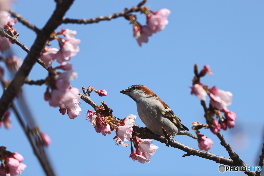 お花見スズメ2021(弐)