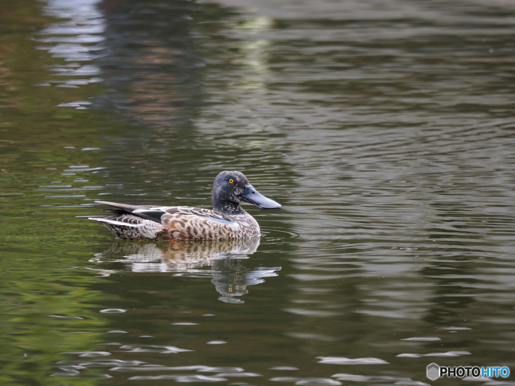 シーズン初めは