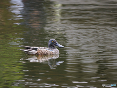 シーズン初めは