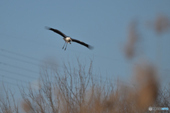 やはり大きい！