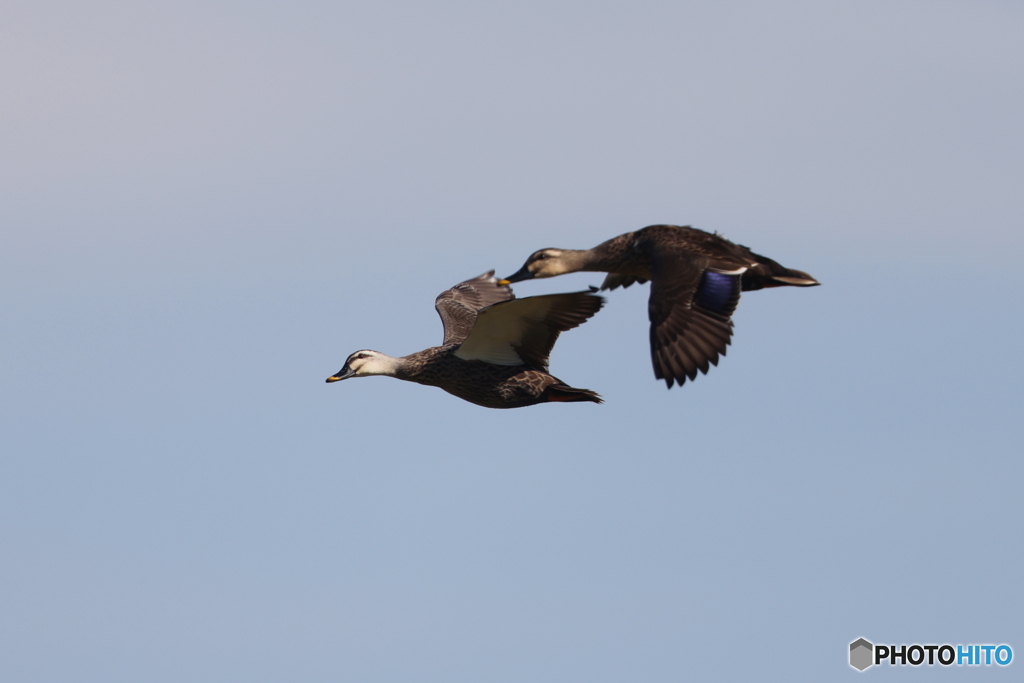 おカルさん飛翔