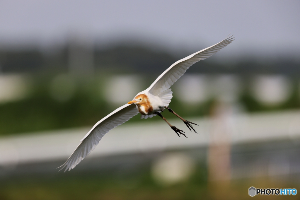 アマサギ滑空