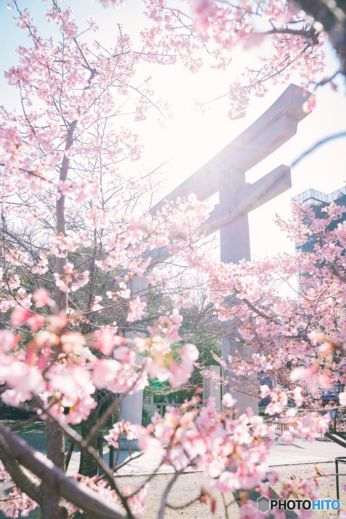 桜と鳥居