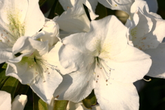 やわらかな躑躅Ⅱ