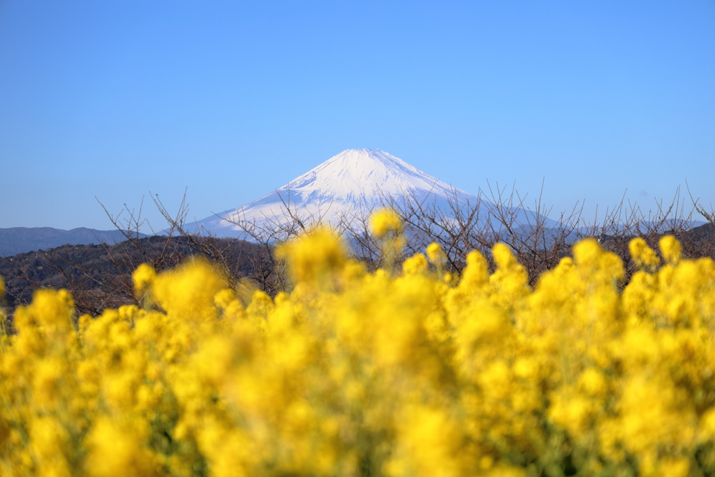 今年の菜の花×富士