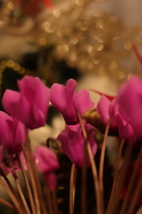 居間のシクラメン