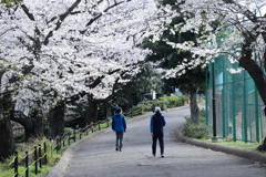 公園の散歩道