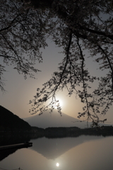 逆光での田貫湖の桜