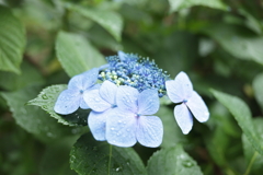 雨中の紫陽花