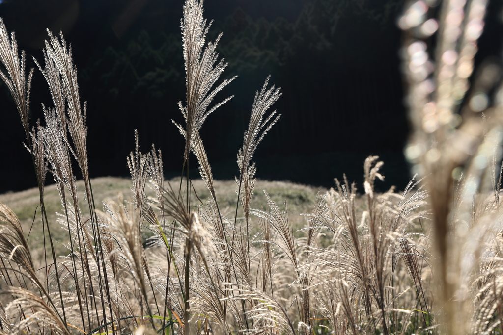仙石原　金色Ⅰ