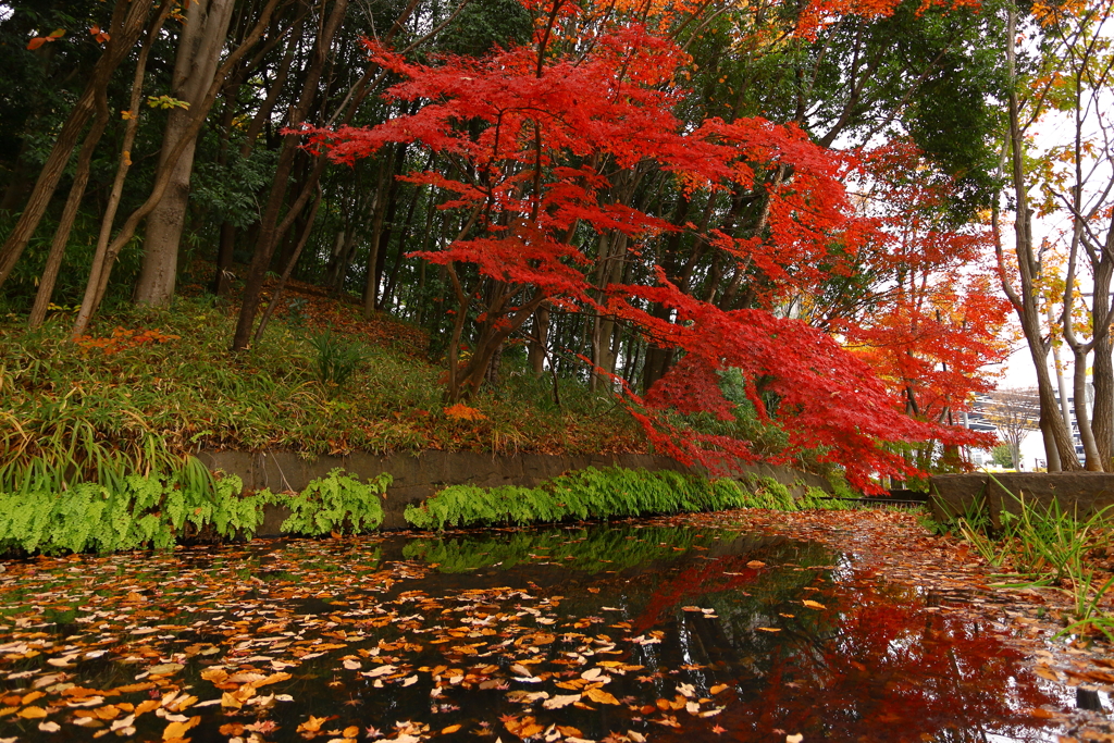 都築中央公園の紅葉