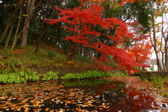 都築中央公園の紅葉