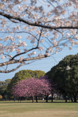 ヨコハマヒザクラ　OR　ソメイヨシノ