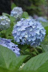 蒼