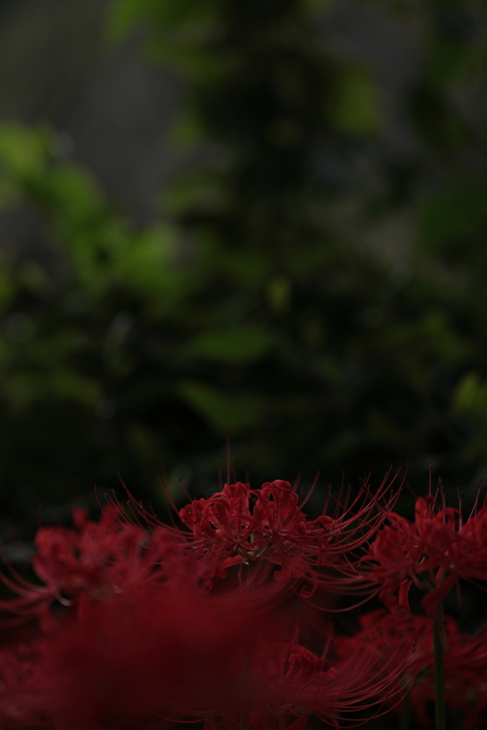 朝　ヒガンバナ