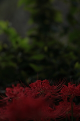 朝　ヒガンバナ