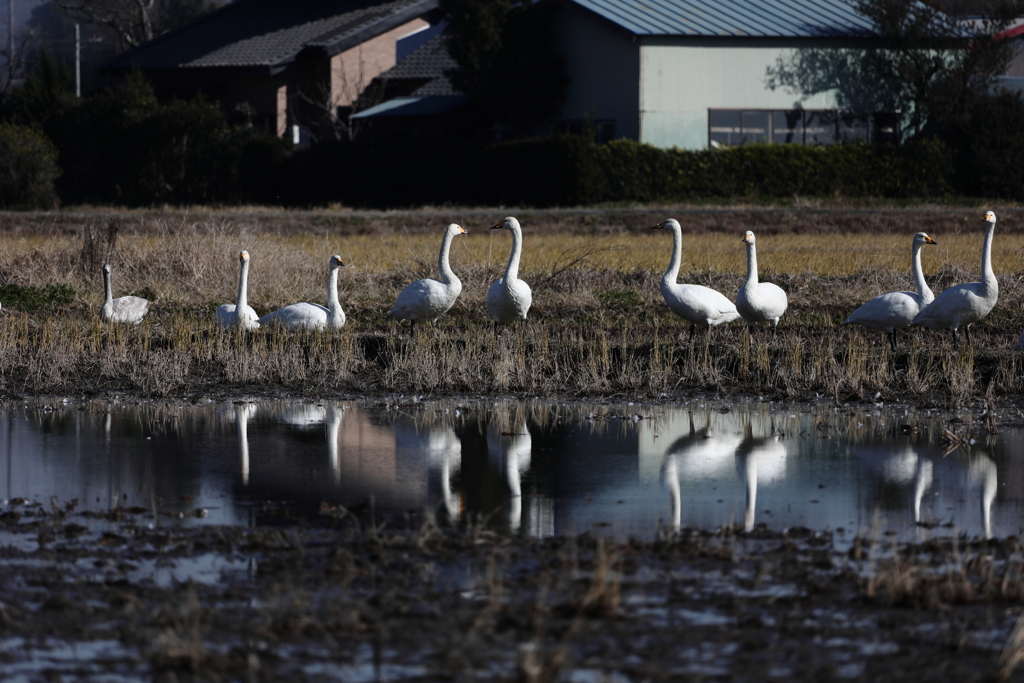美人コンテスト