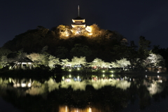 三渓園ライトアップ2023春Ⅰ