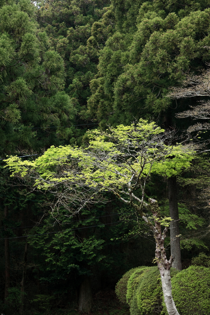 雨天の青もみじ