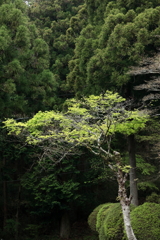 雨天の青もみじ