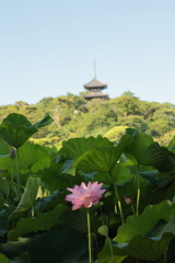 早朝観蓮
