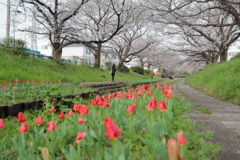 江川せせらぎ緑道の桜