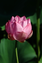 蓮花2025