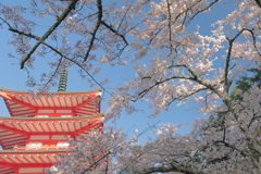 塔と桜
