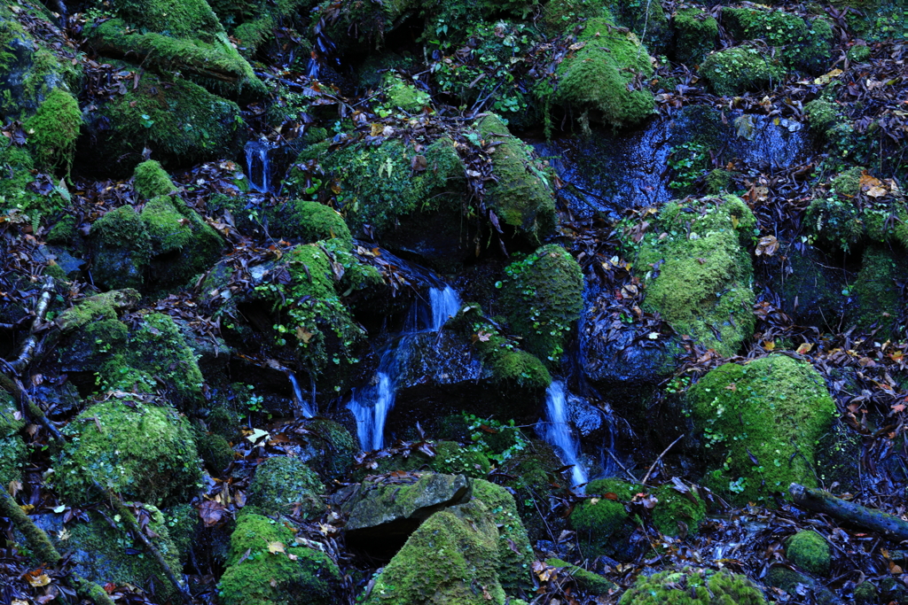 苔むした岩より流るる水