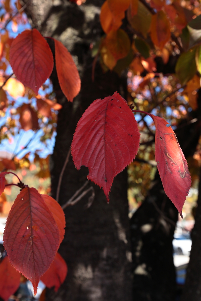 桜葉